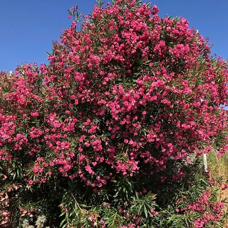 Bilocale Cugnana Costa Smeralda *